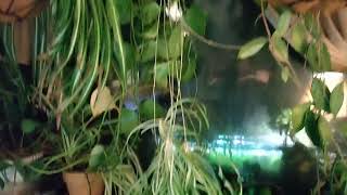 Can you grow Spider Plant in your aquarium How to propagate spider plant in the aquarium [upl. by Alli786]