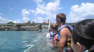 Dolphin and Manatee Interaction in Cozumel at Dolphin Discovery [upl. by Nillad]