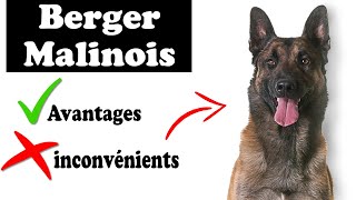 Berger Belge Malinois Biographie  Tout Savoir Sur Le berger belge Malinois 2021 [upl. by Aicat]