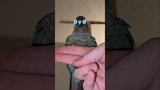 Difficult flight paths greencheekconure birb birds conure bestbirb [upl. by Weight]