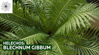 Plantas de sombra Todo sobre el Helecho Blechnum gibbum [upl. by Iblehs440]