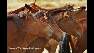 HORSES OF THE MONGOLIAN STEPPES [upl. by Ynnig]