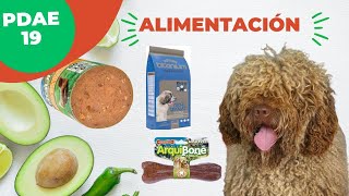 PDAE 19 ALIMENTACION Introduccion [upl. by Ecyle]