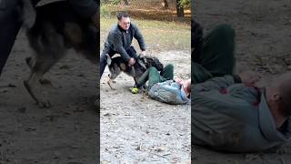 Super Strike‼️DOGTRAININGNG Police Dog Training Ukraine 2024 [upl. by Khano25]