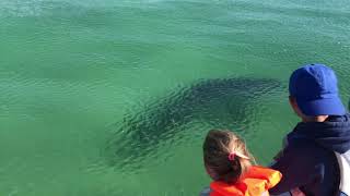 Plett Great White Shark Sighting [upl. by Oilcareh]