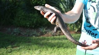 Herping  catching wild Lizards in South Africa 20122013 FullHD Reupload [upl. by Eilla]