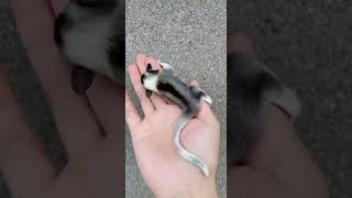 Cute Baby Sugar Glider Crying sugarglidercare babysugarglider sugargliderpet [upl. by Korney]