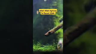 Allah Allah Aghisna Ya Rasool Allah naat islam shorts viralvideo like subscribe trending [upl. by Gregoire]