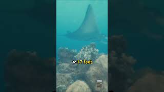 Devil by Name Angelic by Nature Devil Ray Facts You WONT BELIEVE [upl. by Obaza]