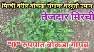 quot0quot रुपयात मिरची वरील बोकडा गायब Mirchi crop leaf curl problem in farm [upl. by Ojaras]