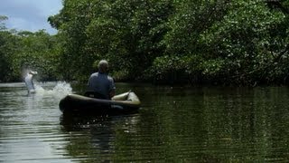 Killer Torpedo  How to Catch a Tarpon  River Monsters [upl. by Forester]