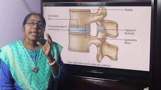 Lecture On Typical Thoracic Vertebra [upl. by Atteuqehs]