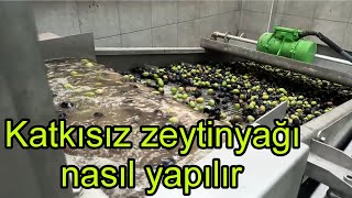 ZEYTİN YAĞI NASIL YAPILIRhangi aşamalardan geçer [upl. by Cown312]