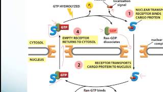 Protein Sorting and Receptor Mediated Endocytosismp4 [upl. by Elyse]