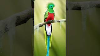 🌍 African Paradise Flycatcher Bird 🎵🎵🎵 youtube video [upl. by Kcirad]