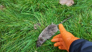 Comment se débarrasser des rats dans votre jardin et terrasse [upl. by Skurnik]