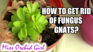 QampA  Do fungus gnats harm orchids How to get rid of them [upl. by Ycaj]