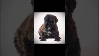 Bouvier Des Flandres  bouvierdesflandres edit template [upl. by Elberta995]