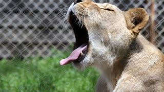 Zoo de Rabat en été  حديقة الحيوانات بالرباط [upl. by Millur]