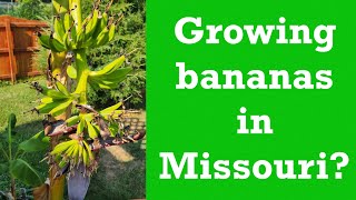 Growing bananas in Missouri [upl. by Macgregor]