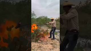 How Cactus Becomes Food for Cattle in the Desert cactus desert telugufacts shorts telugunews [upl. by Lertram]