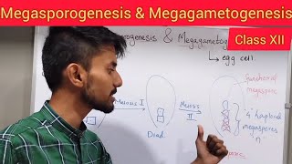 Megasporogenesis and Megagametogenesis  Shivam Oswal [upl. by Tinaret]