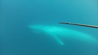 Blue Whale Encounter in the Blue [upl. by Moreland]