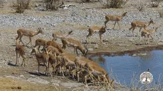 Grandes Documentales HD  🐘 África extrema Etosha El gran lugar blanco 🐘 [upl. by Frentz880]