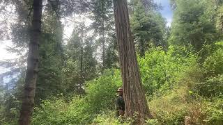 Timber Felling in the Sierras logging chainsaw stihl [upl. by Tsyhtema]