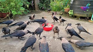 All types of crow sounds  Angry kauwa ki awaaz  Crow bird Fight for Food P1242 [upl. by Naig760]