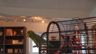 Best Amazing unbelievable Parrot singing opera [upl. by Aynnat]