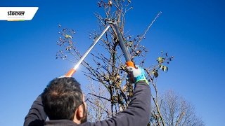 COME POTARE LA ROSA RAMPICANTE – guida con consigli per la potatura [upl. by Draude]