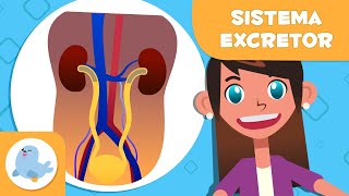 SISTEMA EXCRETOR 🧍🏻‍♂️ El aparato urinario y las glándulas sudoríparas 🧬 Ciencia para niños [upl. by Borchert863]