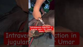 Intravenous injection in jugular vein l dr Umar khan [upl. by Nahtanod]