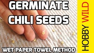 HOW TO GERMINATE CHILI SEEDS Wet Paper Towel Method [upl. by Brathwaite]