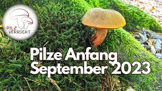 Pilze Anfang September 2023  Röhrlinge Täublinge Krause Glucke und Semmelstoppelpilz [upl. by Ronnie]