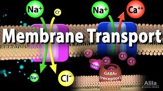 Membrane Transport Animation [upl. by Seiber]