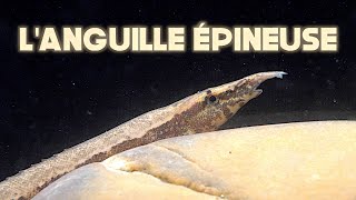 Languille épineuse Floraquatic [upl. by Ahpla]