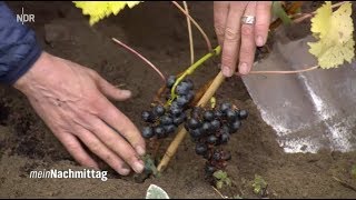 NDR Mein Nachmittag – Weinreben pflanzen und pflegen [upl. by Milstone]