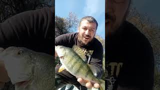 Ul pecanje bandara  toppp dan na vodi puno akcije  UL perch fishing [upl. by Enillebyam]