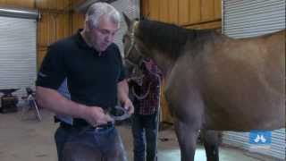 Shoeing with Mustad EquiLibrium Steel front [upl. by Atilamrac]