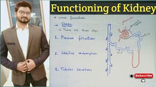 Functioning of kidney in urdu and hindi  Homeostasis  class 10  ch 11 [upl. by Ardussi541]