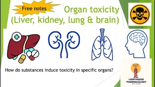 How toxicants induce toxicity in liver kidney lung amp brain Free notes Organ toxicology 2022 [upl. by Alisen]