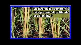 La Citronnelle  Comment la Faire Pousser et Profiter de Ses Bienfaits [upl. by Kcirddot612]