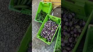 Torba marketfarmers marketSaturday marketAl Rayaan shortvideo [upl. by Karrah]