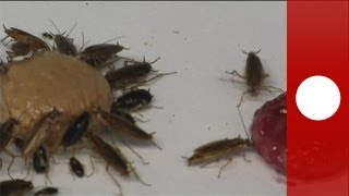 Cockroaches set for bitter end  science [upl. by Roman]