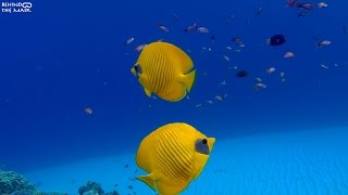 Butterflyfish Chaetodon semilarvatus [upl. by Kcuhc]