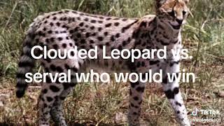 clouded leopard vs several who would win [upl. by Cassady]