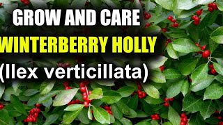 How to Grow and Care for Winterberry Holly  ilex erticilata [upl. by Reffinej]