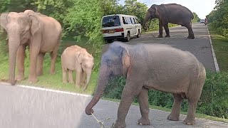 Elephant on the road thrilling tourofsivasri elephant wildlife wildelephants [upl. by Simonsen169]